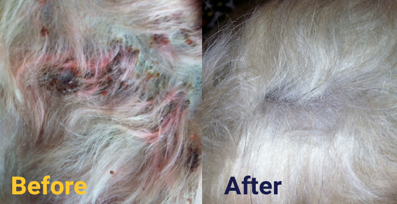 Before and after comparison photos of canine dermatitis