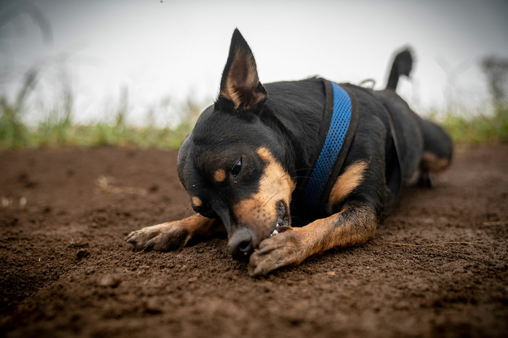 Dog itchy best sale and licking paws