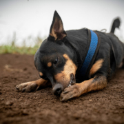 Dog licking its paw