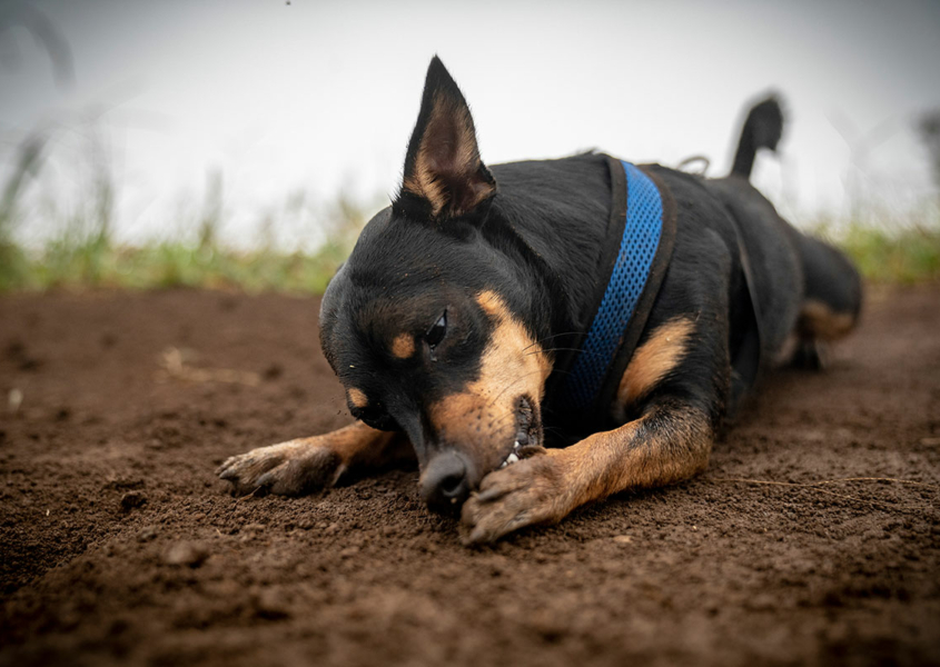 Dog licking its paw