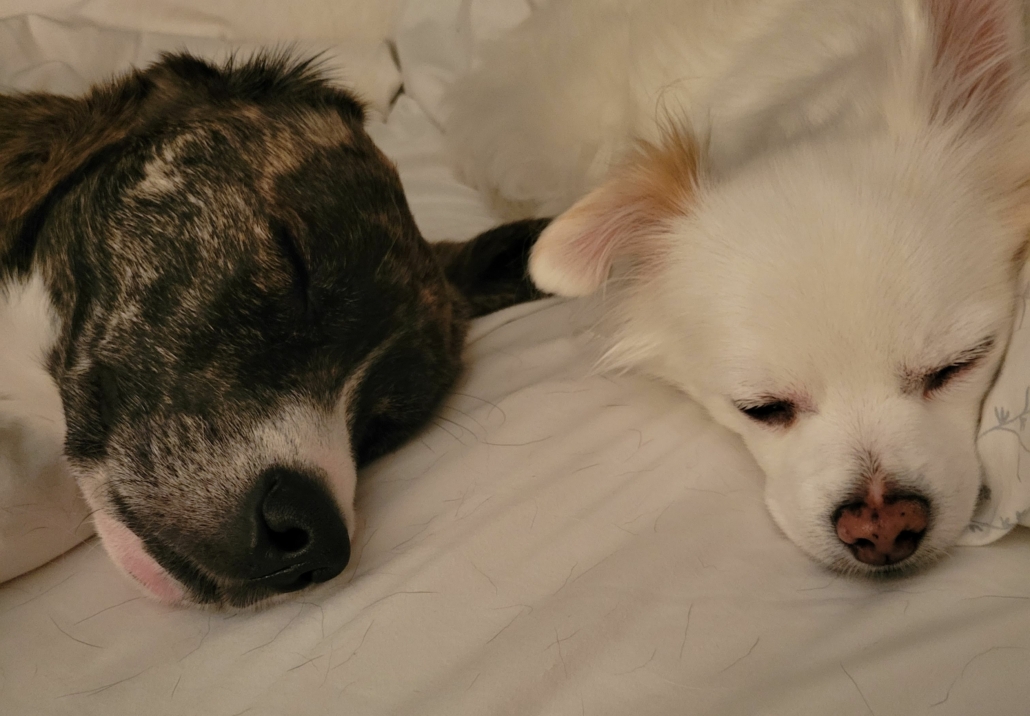 cute dogs, sleepy dogs