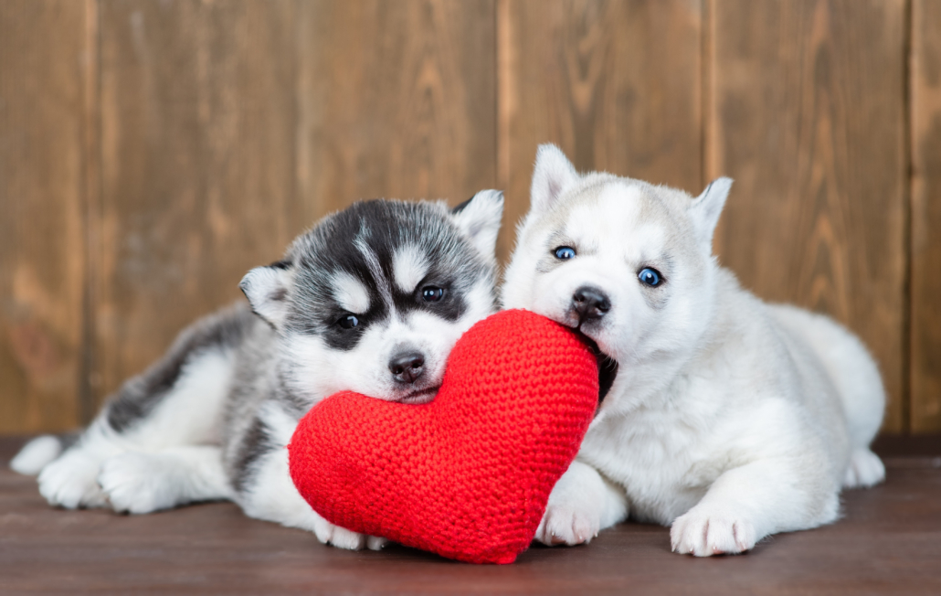 Valentine's Day treats for dogs